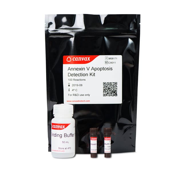 annexin-v-apoptosis-kit Annexin V-PE Apoptosis Detection Kit (zestaw do wykrywania apoptozy Aneksyna V-PE) - obrazek 1